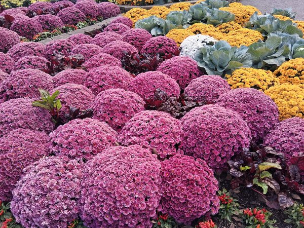 Le Manuel Complet pour Choisir la Toiture Parfaite selon Votre Type de Maison