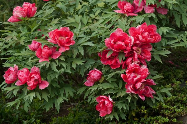 Comment maintenir l'éclat de votre clôture rigide ?