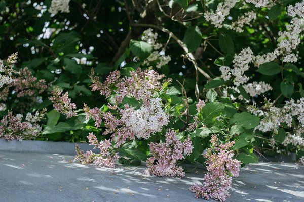Confort thermique : guide des techniques d'isolation pour maisons anciennes